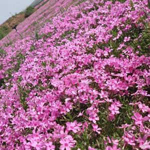 福祿考雁來(lái)紅 小天藍(lán)繡球 花壇花境 巖石園植株 盆栽室內(nèi)裝飾