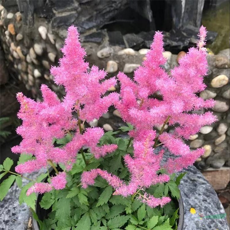 落新婦小升麻 術(shù)活 山花七 鐵火鉗花壇花境 矮生可布置巖石園 切花盆栽