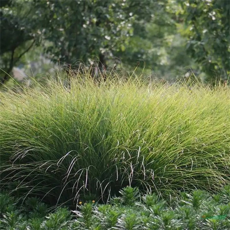 細葉芒又名拉手籠 草本植物 花壇花鏡租擺 小區(qū)公園河道綠化工程苗