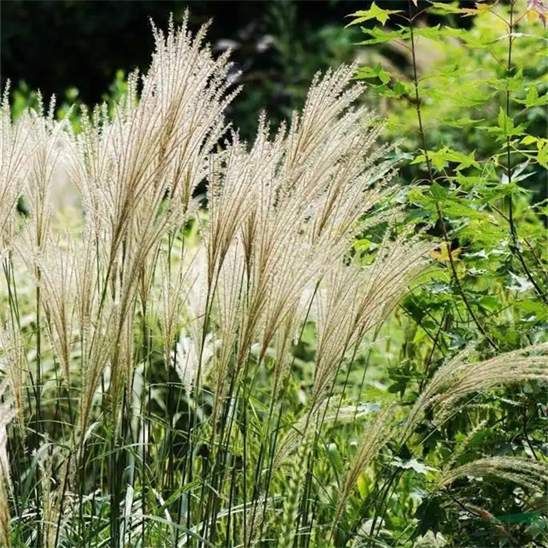 細葉芒又名拉手籠 草本植物 花壇花鏡租擺 小區(qū)公園河道綠化工程苗