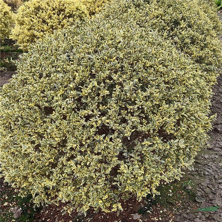 銀姬小臘 花葉女貞 花葉小蠟 銀葉小蠟地被色塊 綠籬或球形灌叢