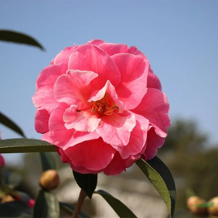 意大利山茶花 花鏡花壇花海觀賞性植物 庭院園林綠化工程苗木