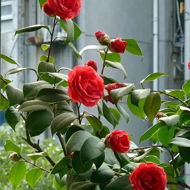 意大利山茶花 花鏡花壇花海觀賞性植物 庭院園林綠化工程苗木