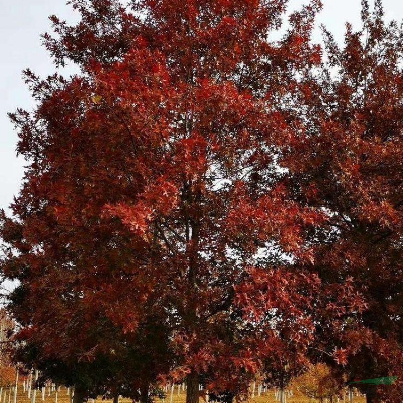 歐洲紅櫟規(guī)格齊全 園林景區(qū)觀賞工程栽植苗 綠化景觀樹遮陰樹