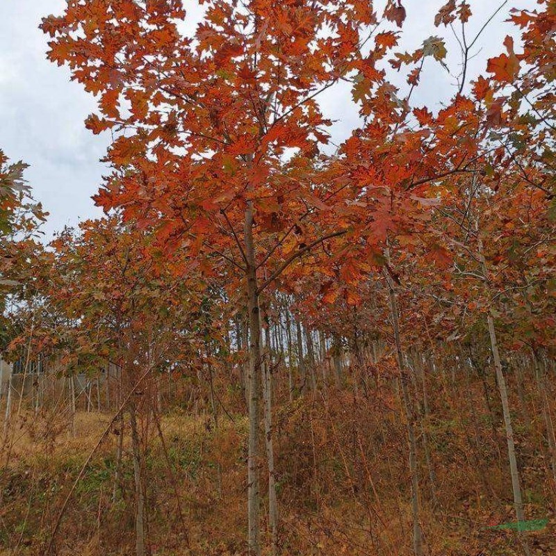 歐洲紅櫟規(guī)格齊全 園林景區(qū)觀賞工程栽植苗 綠化景觀樹遮陰樹