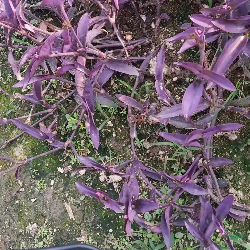 多芽紫露草 花壇花鏡租擺小區(qū)園林庭院觀賞種植市政園林綠化苗木