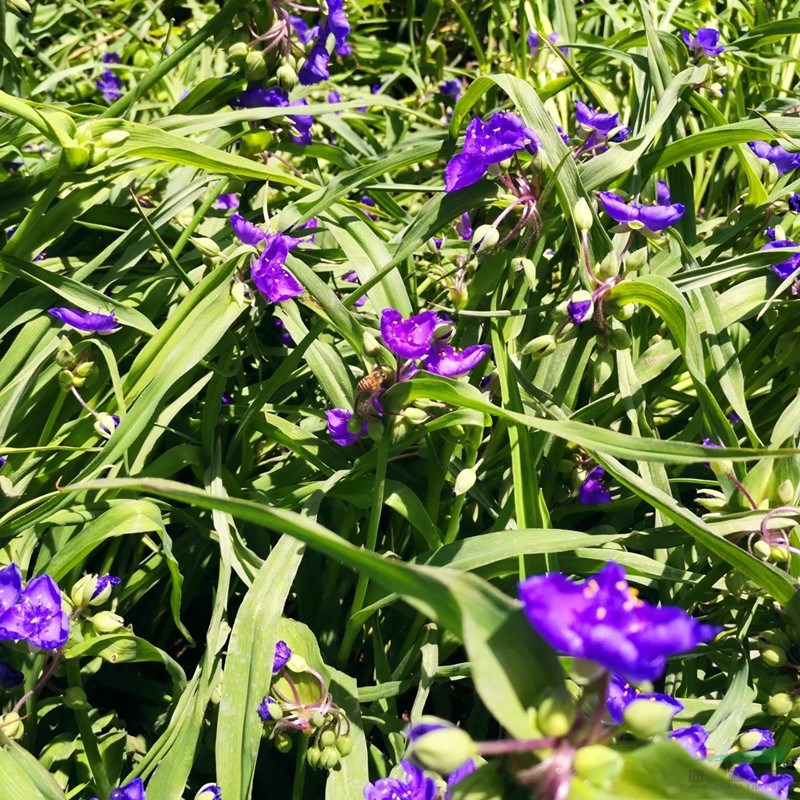 多芽紫露草 花壇花鏡租擺小區(qū)園林庭院觀賞種植市政園林綠化苗木