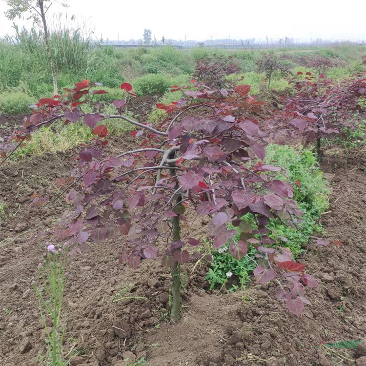 垂枝加拿大紫荊 紅寶石瀑布 金心 景區(qū)園林綠化造景工程苗 種植行道樹