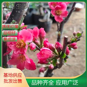 木瓜海棠 毛葉 木桃小區(qū)公園庭院種植觀賞苗市政園林綠化