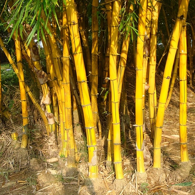 黃金竹 觀賞價(jià)值高景區(qū)園林綠化種植竹 地被護(hù)坡造景地栽苗