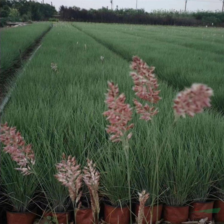 鋪地毛冠草 坡地蜜糖草 地被綠化栽植杯苗袋苗 綠化觀賞暖季型