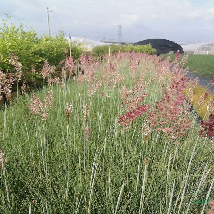 鋪地毛冠草 坡地蜜糖草 地被綠化栽植杯苗袋苗 綠化觀賞暖季型
