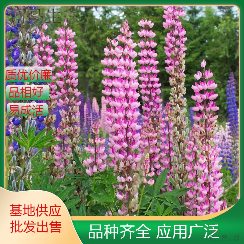 羽扇豆又叫魯冰花 花壇花鏡租擺用苗公園造景園林庭院綠化