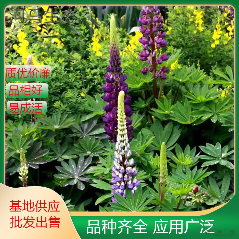 羽扇豆又叫魯冰花 花壇花鏡租擺用苗公園造景園林庭院綠化