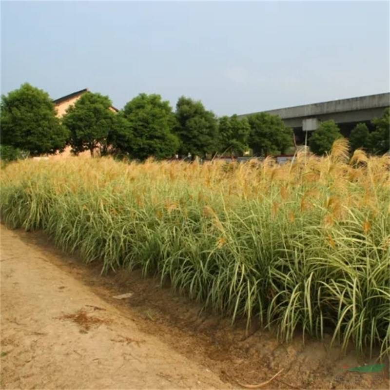 苗圃出售歌舞芒小苗庭院公園園林綠化植物護(hù)土固坡 花壇花鏡租擺