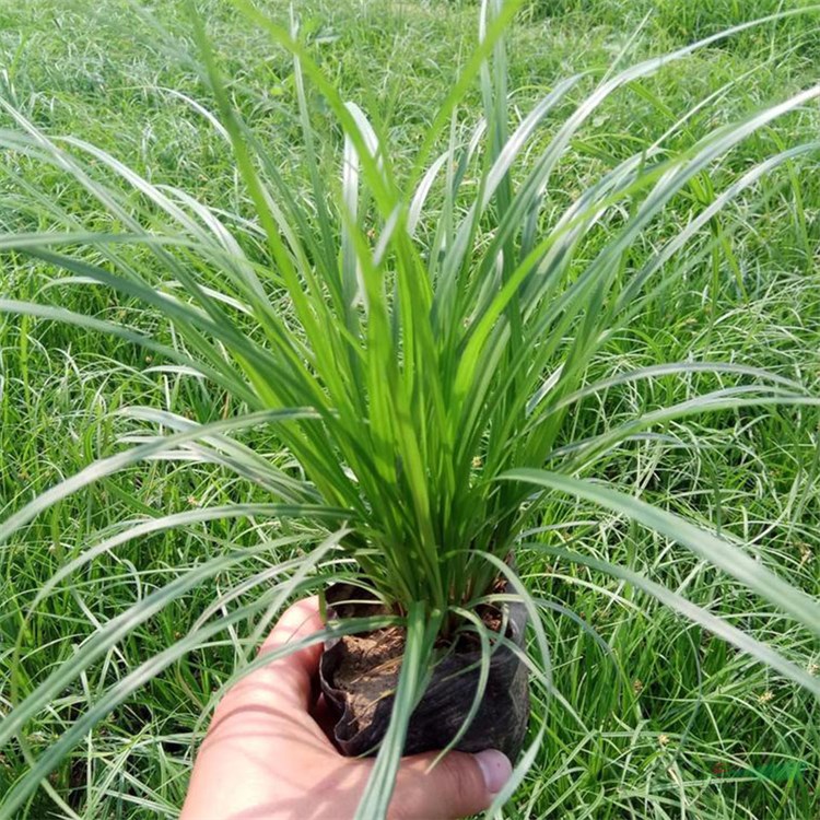 青綠苔草 建造性常綠或夏綠草 葉叢鮮綠 觀賞價值高綠化樹