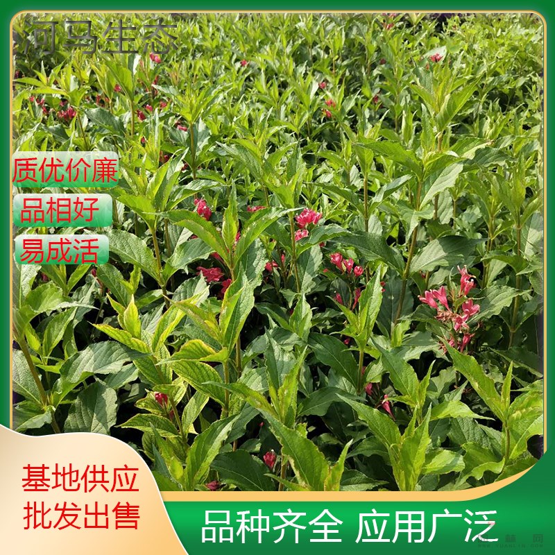 紅王子錦帶 規(guī)格齊全 庭院園林綠化工程苗木花壇種植花鏡切花材料