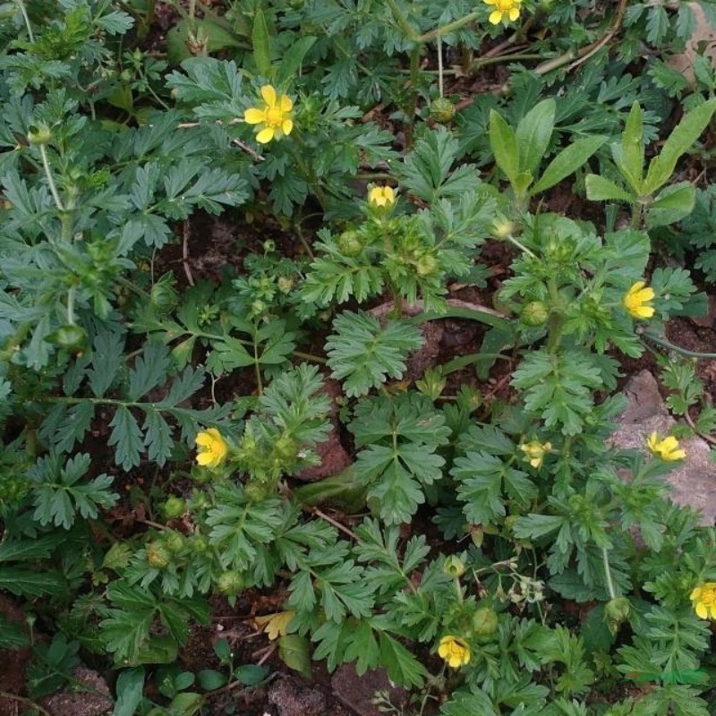 委菱菜 地被綠化植物多年生草本 護(hù)土固坡栽植 翻白草 蛤蟆草