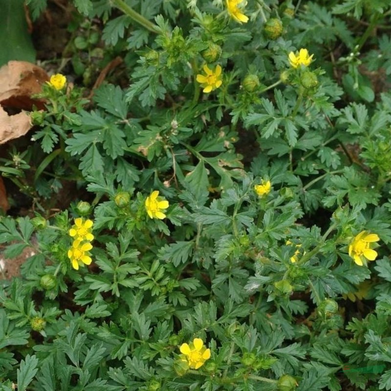 委菱菜 地被綠化植物多年生草本 護(hù)土固坡栽植 翻白草 蛤蟆草