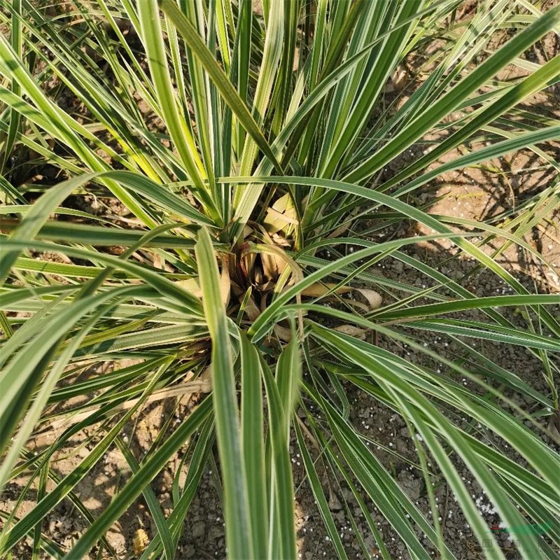 花葉蒲葦 水體綠化植物 小區(qū)園林庭院觀賞種植 河道岸邊綠化草