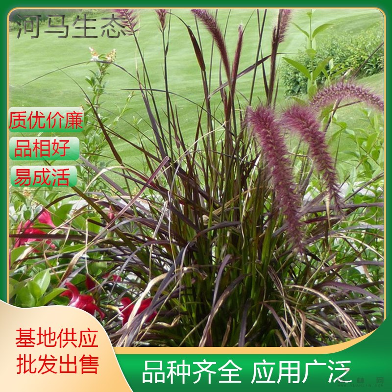 紫穗狼尾草苗 園林種植設(shè)計(jì) 花壇花鏡觀賞設(shè)計(jì) 綠化工程栽植