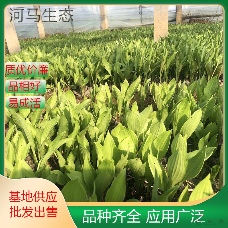 基地玉簪苗玉春棒 白鶴花玉泡花 可用作地被植物植于巖石園