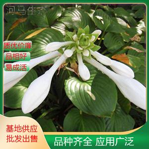 基地玉簪苗玉春棒 白鶴花玉泡花 可用作地被植物植于巖石園