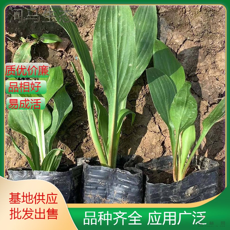 基地玉簪苗玉春棒 白鶴花玉泡花 可用作地被植物植于巖石園