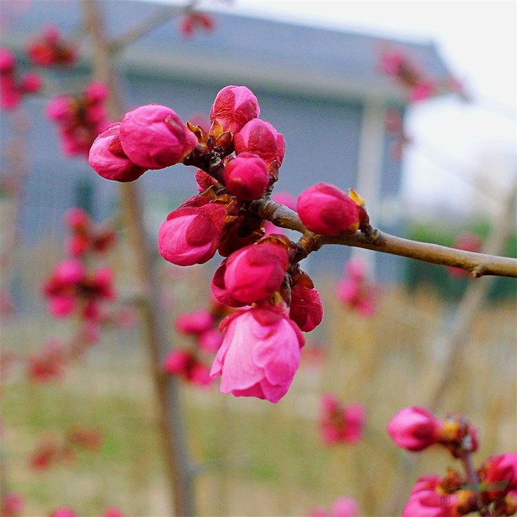 朱砂梅 別名骨里紅盆景盆栽苗 花壇花鏡租擺 小區(qū)園林綠化觀賞樹