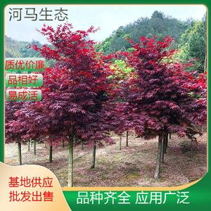日本红枫孤植群植行道树种植 货源充足 景观树 园林绿化10公分