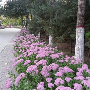 德國景天小苗 花海花鏡花壇觀賞性植物 庭院別墅公園綠化工程苗