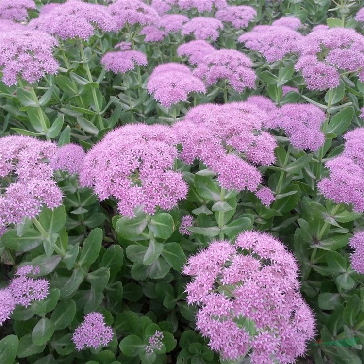 德國景天小苗 花海花鏡花壇觀賞性植物 庭院別墅公園綠化工程苗