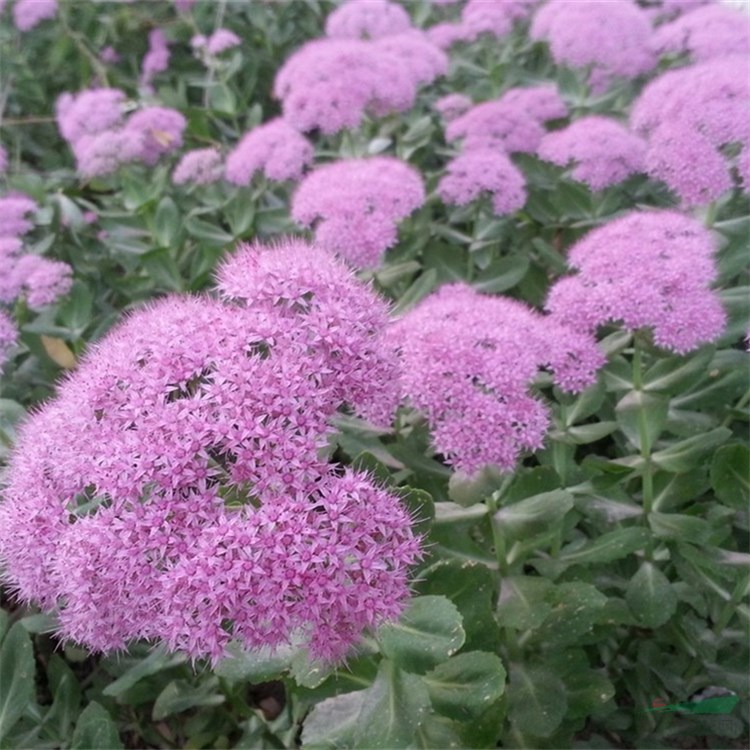 德國景天小苗 花?；ㄧR花壇觀賞性植物 庭院別墅公園綠化工程苗