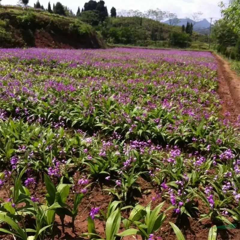 白芨室內外盆栽觀賞 花壇花鏡租擺 小區(qū)公園庭院綠化苗木 市政觀賞