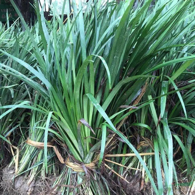 蘭花三七 別名小葉麥冬 常綠地被植物 花壇花鏡租擺用苗 觀賞種植