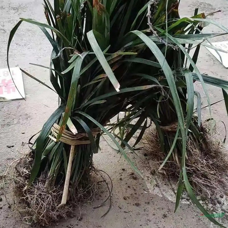 蘭花三七 別名小葉麥冬 常綠地被植物 花壇花鏡租擺用苗 觀賞種植