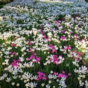 蔥蘭 多年生草本 小區(qū)公園庭院綠化種植 花壇花鏡租擺用苗 觀賞花卉