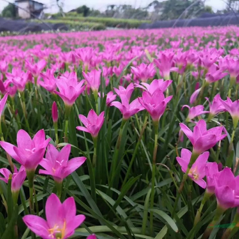 蔥蘭 多年生草本 小區(qū)公園庭院綠化種植 花壇花鏡租擺用苗 觀賞花卉