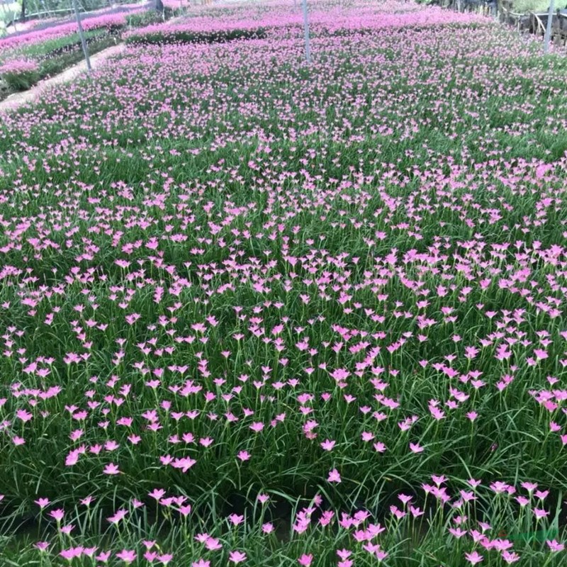 蔥蘭 多年生草本 小區(qū)公園庭院綠化種植 花壇花鏡租擺用苗 觀賞花卉