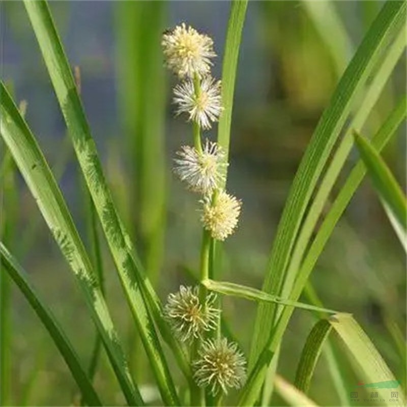 苗圃供應(yīng)水生植物黑三棱 河道岸邊種植觀賞工程苗 花壇花鏡租擺