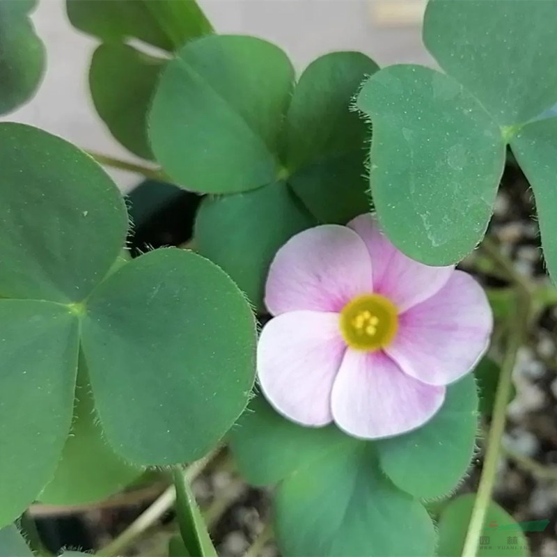 芙蓉酢漿草 花壇花鏡租擺用苗 小區(qū)公園綠化種植 市政園林觀賞花卉