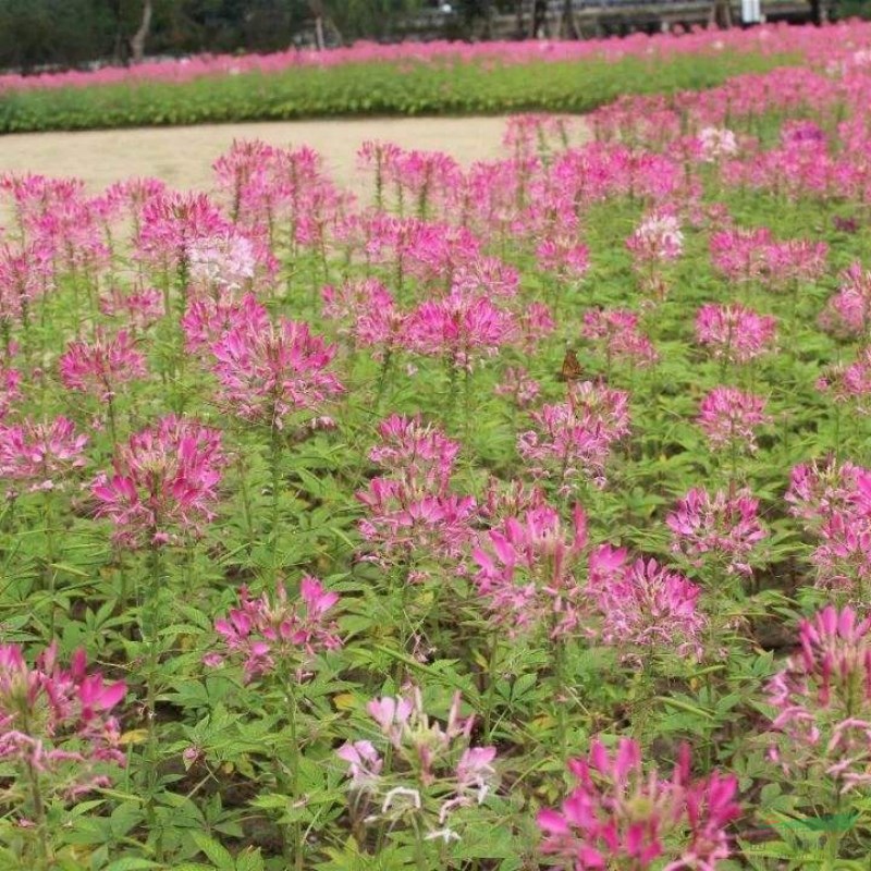 醉蝶花 西洋白花菜 鳳蝶草 抗污染綠化 盆栽花壇花鏡觀賞小苗