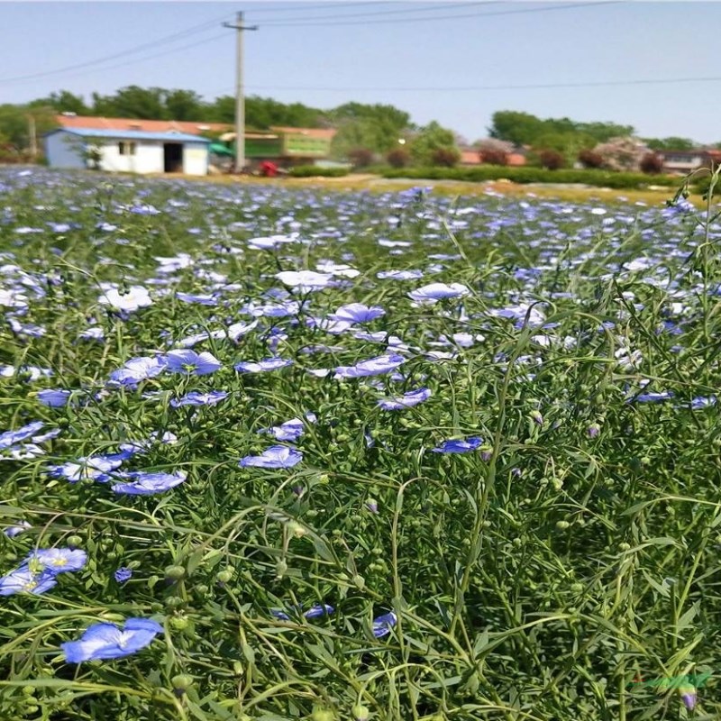 藍(lán)亞麻多年生亞 生長快 花期長 城市道路綠化 栽植觀賞苗