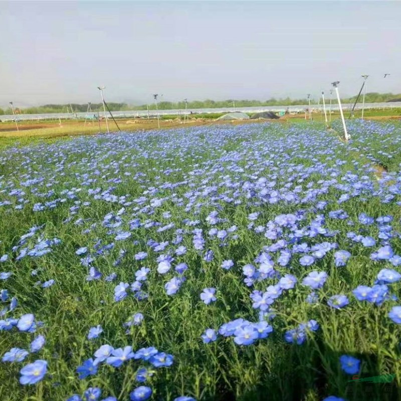 藍(lán)亞麻多年生亞 生長快 花期長 城市道路綠化 栽植觀賞苗