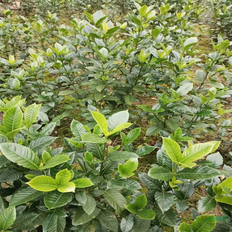 大葉梔子花 小苗20-40公分 景觀樹(shù)栽植袋苗多規(guī)格批發(fā)觀賞苗木