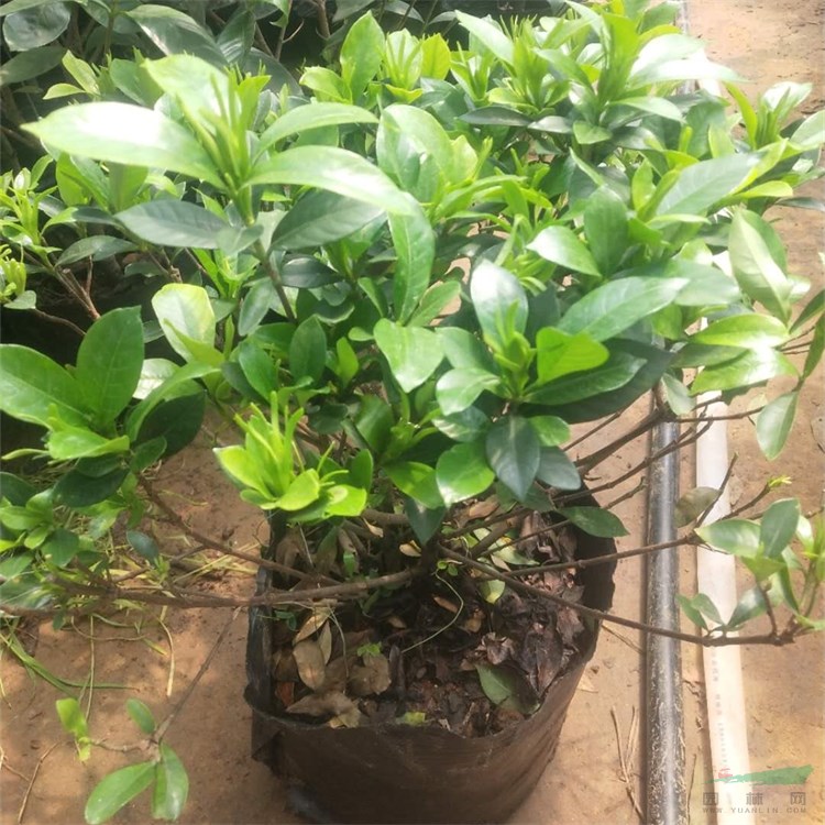 大葉梔子花 小苗20-40公分 景觀樹(shù)栽植袋苗多規(guī)格批發(fā)觀賞苗木