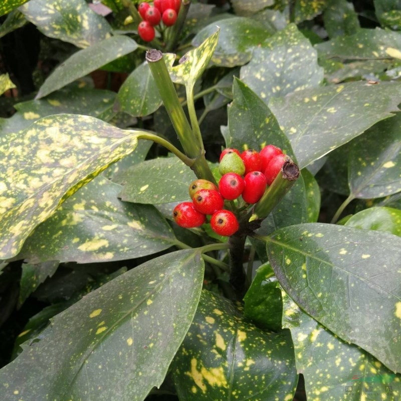 桃葉珊瑚酒金溶觀賞綠籬 或配山石 庭院 院中點綴數(shù)株 四季均可觀賞