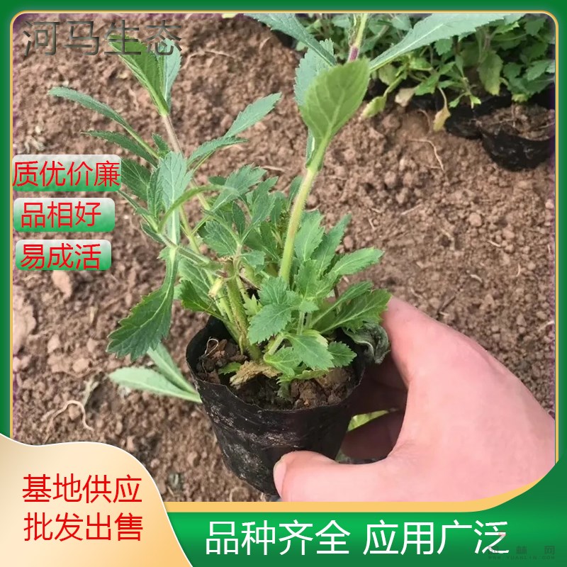 柳葉馬鞭草別名龍芽草 風頸草 野荊草 地被觀賞性使用 綠化工程苗木