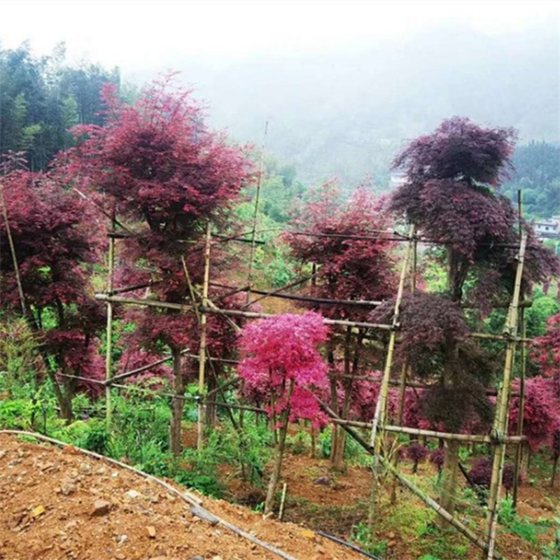 紅大袖紅楓 景區(qū)園林行道觀景庭蔭護(hù)坡綠化樹 固土造景工程