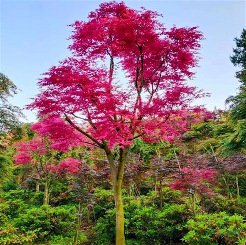 紅大袖紅楓 景區(qū)園林行道觀景庭蔭護(hù)坡綠化樹 固土造景工程